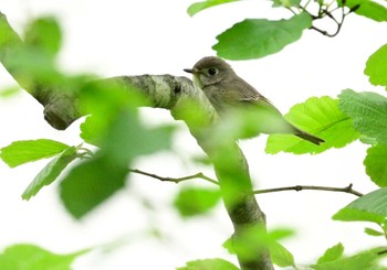 コサメビタキ 楽山公園(山梨県都留市) 2022年5月1日(日)