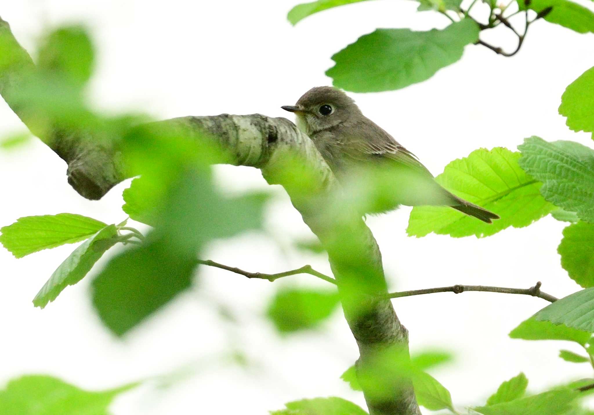 楽山公園(山梨県都留市) コサメビタキの写真 by 塩コンブ