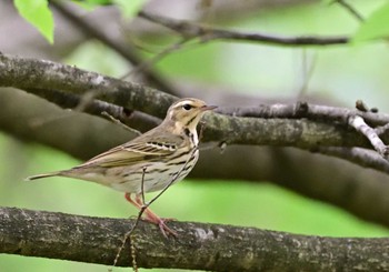 2022年5月1日(日) 楽山公園(山梨県都留市)の野鳥観察記録