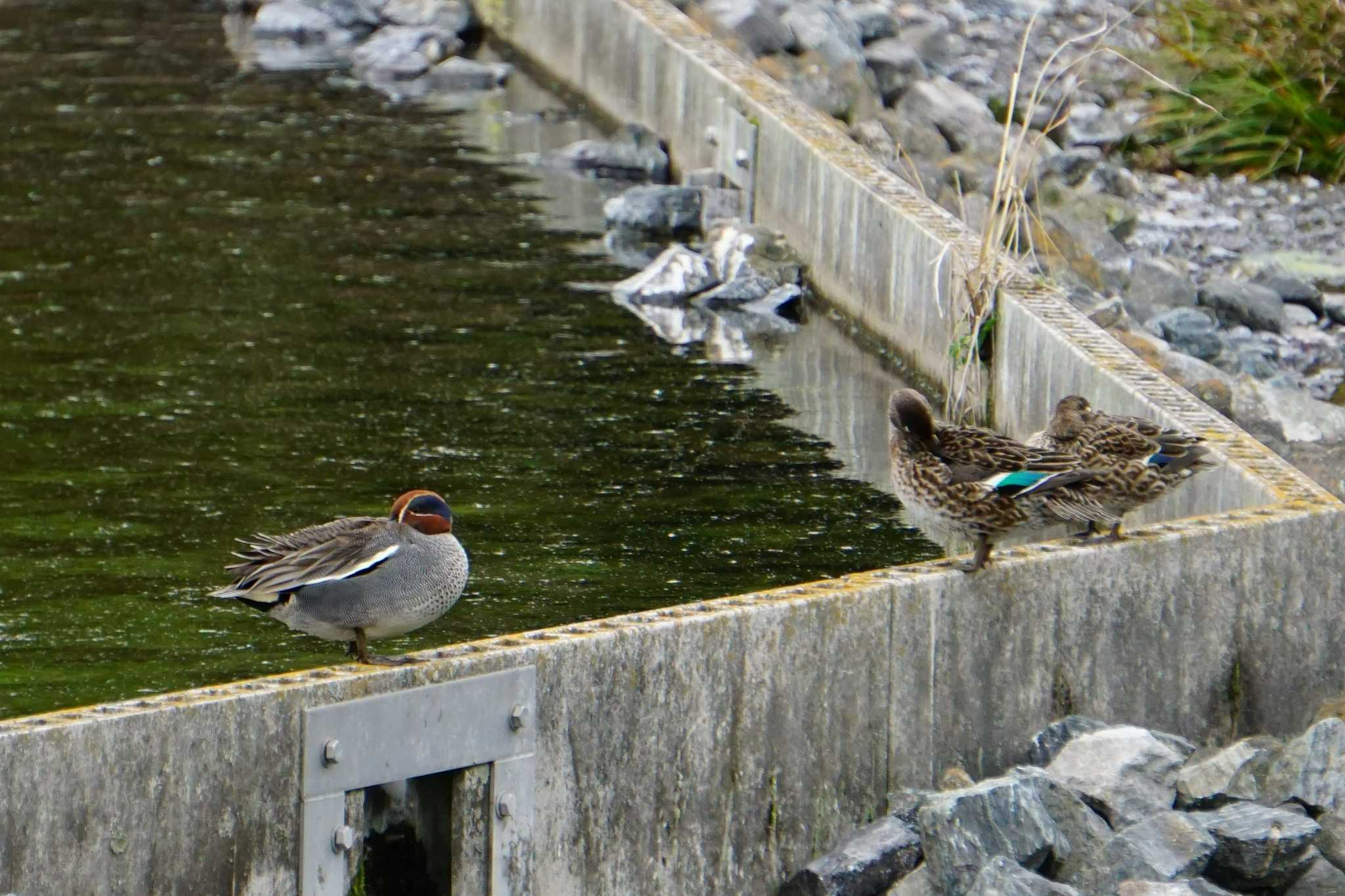 Eurasian Teal