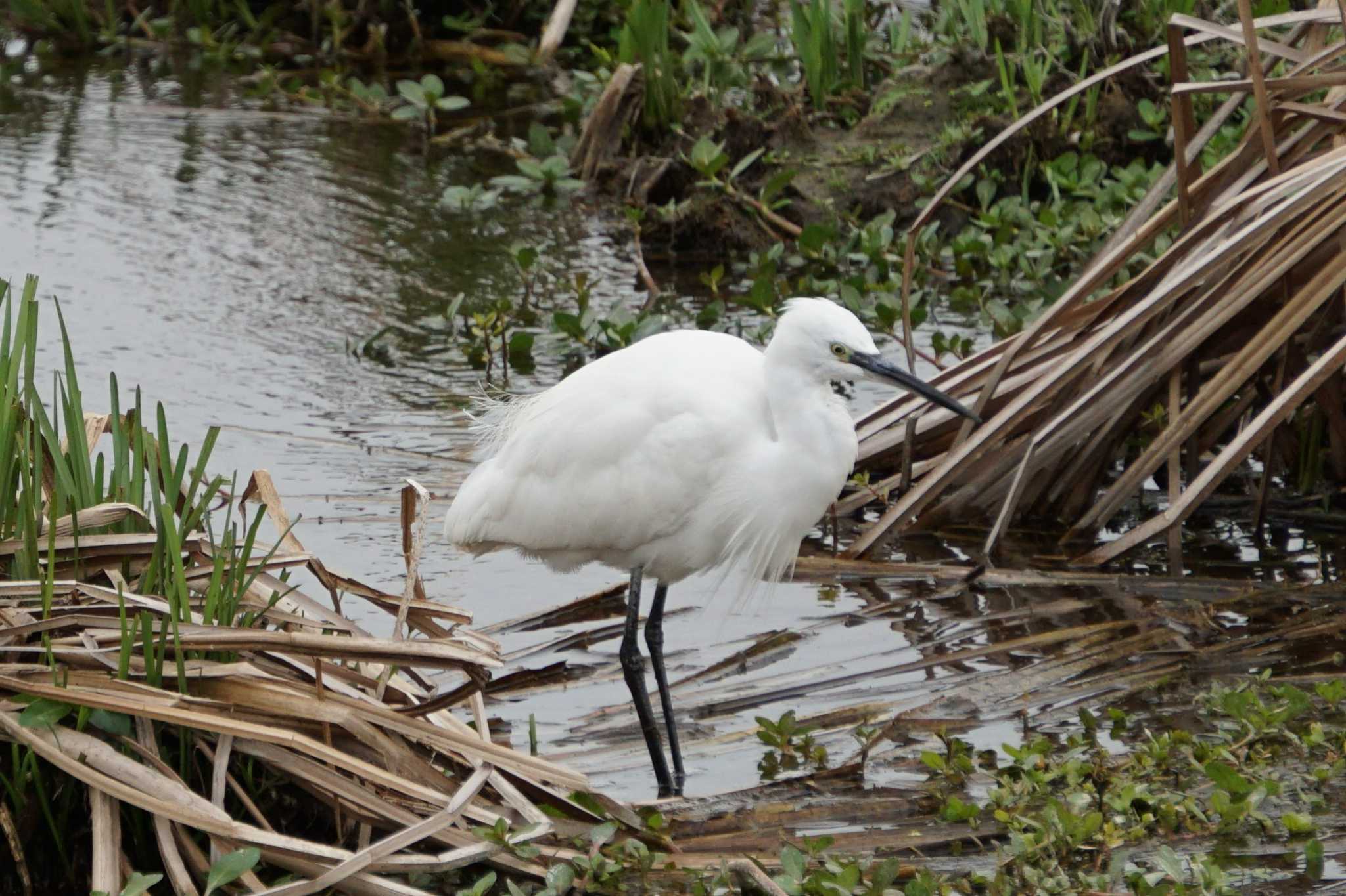 Little Egret