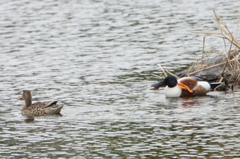 Northern Shoveler 江津湖 Fri, 4/15/2022