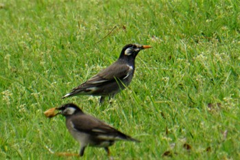 White-cheeked Starling 江津湖 Fri, 4/15/2022