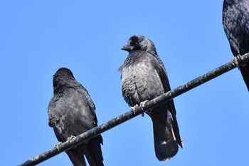 Daurian Jackdaw 石川県 Tue, 11/28/2017