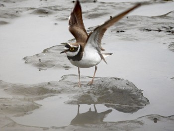 2022年5月1日(日) 葛西臨海公園の野鳥観察記録