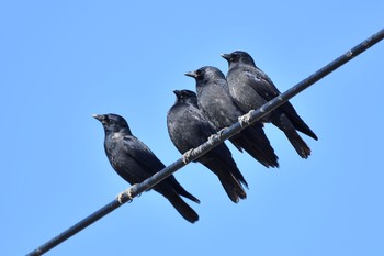 Daurian Jackdaw 石川県 Tue, 11/28/2017