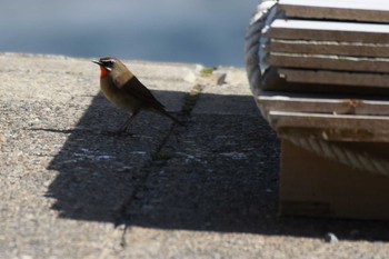 Fri, 4/29/2022 Birding report at 龍飛岬・小泊・十三湖