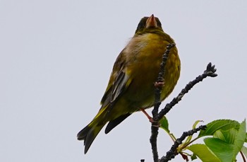 Grey-capped Greenfinch 城北公園 Sun, 5/1/2022