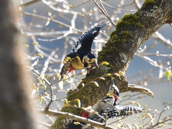 Great Spotted Woodpecker 十里木高原 Sat, 4/23/2022