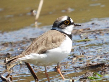 Little Ringed Plover 大潟草原 Sat, 4/30/2022