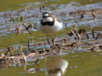 Little Ringed Plover 大潟草原 Sat, 4/30/2022