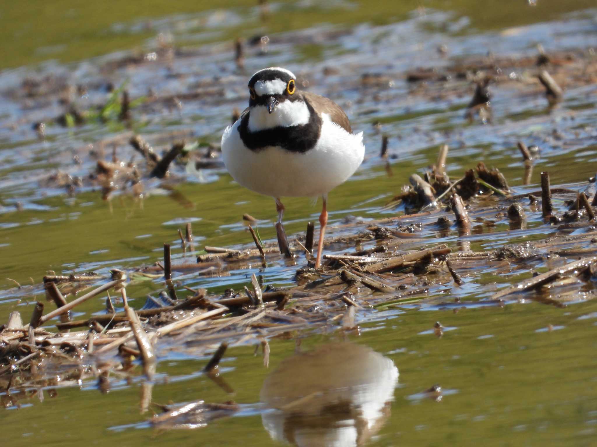 Photo of Little Ringed Plover at 大潟草原 by くーちゃんねる