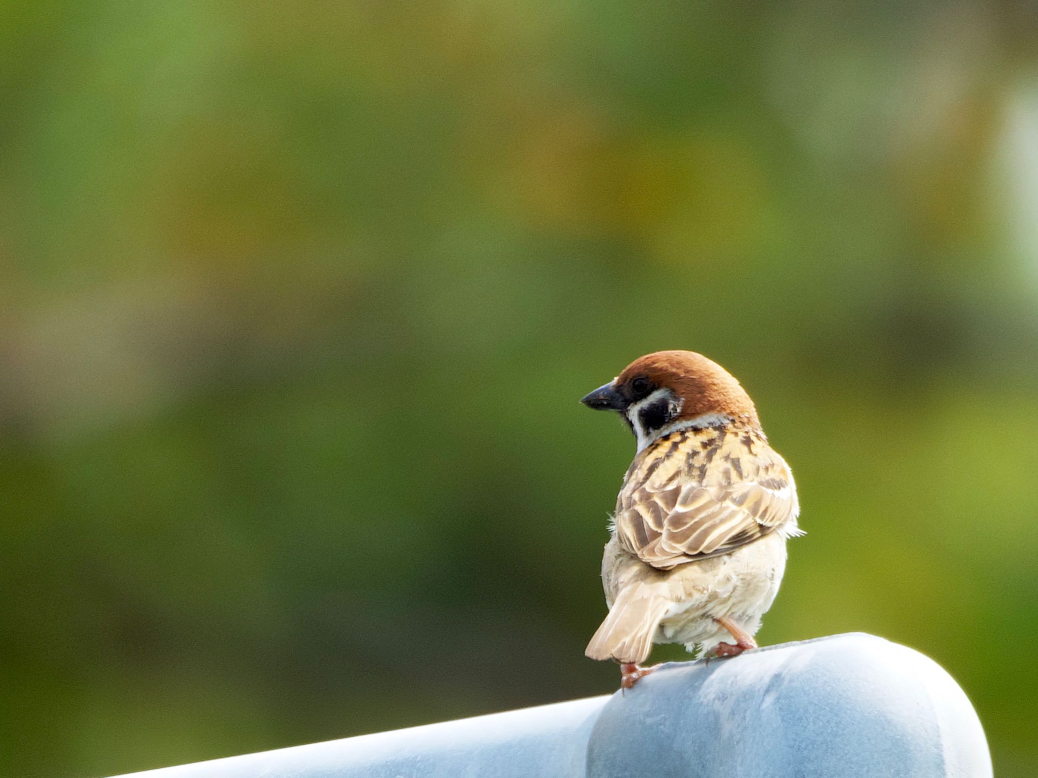 Photo of Eurasian Tree Sparrow at 日の出三番瀬沿い緑道 by アポちん