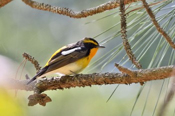 Narcissus Flycatcher 油山市民の森 Sat, 4/30/2022