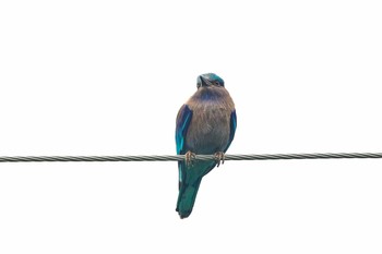 Indian Roller Kaeng Krachan National Park Fri, 11/24/2017