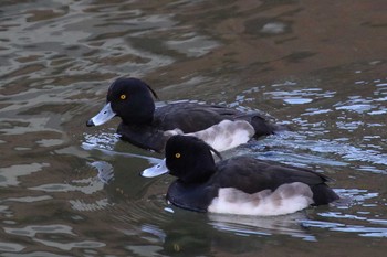 Tufted Duck 北海道　函館市　松倉川 Tue, 11/28/2017