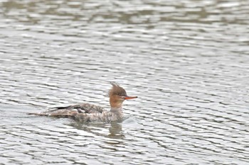 ウミアイサ 葛西臨海公園 2022年5月1日(日)