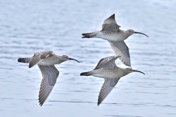 チュウシャクシギ 葛西臨海公園 2022年5月1日(日)