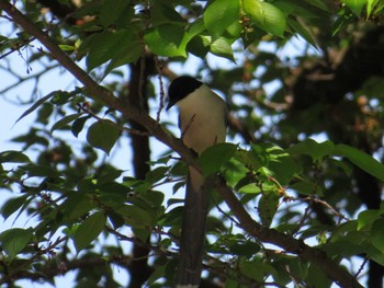 2022年4月25日(月) 富士森公園(八王子市)の野鳥観察記録