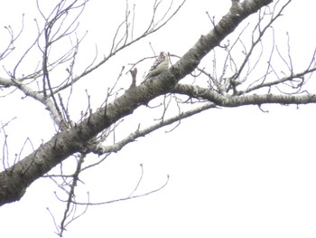 Tue, 4/26/2022 Birding report at 富士森公園(八王子市)