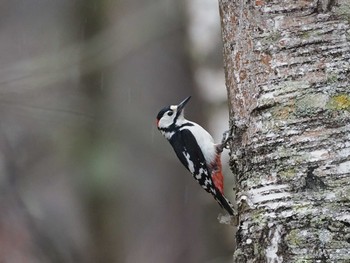 Great Spotted Woodpecker 奥日光(戦場ヶ原,湯滝) Wed, 4/27/2022