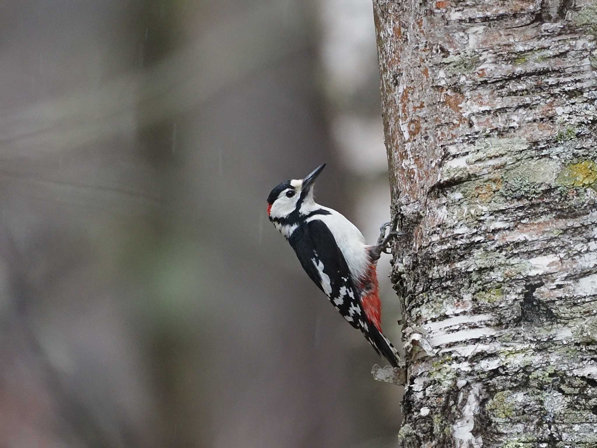 Photo of Great Spotted Woodpecker at 奥日光(戦場ヶ原,湯滝) by SIVA_RIVER