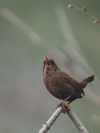 Eurasian Wren 奥日光(戦場ヶ原,湯滝) Wed, 4/27/2022