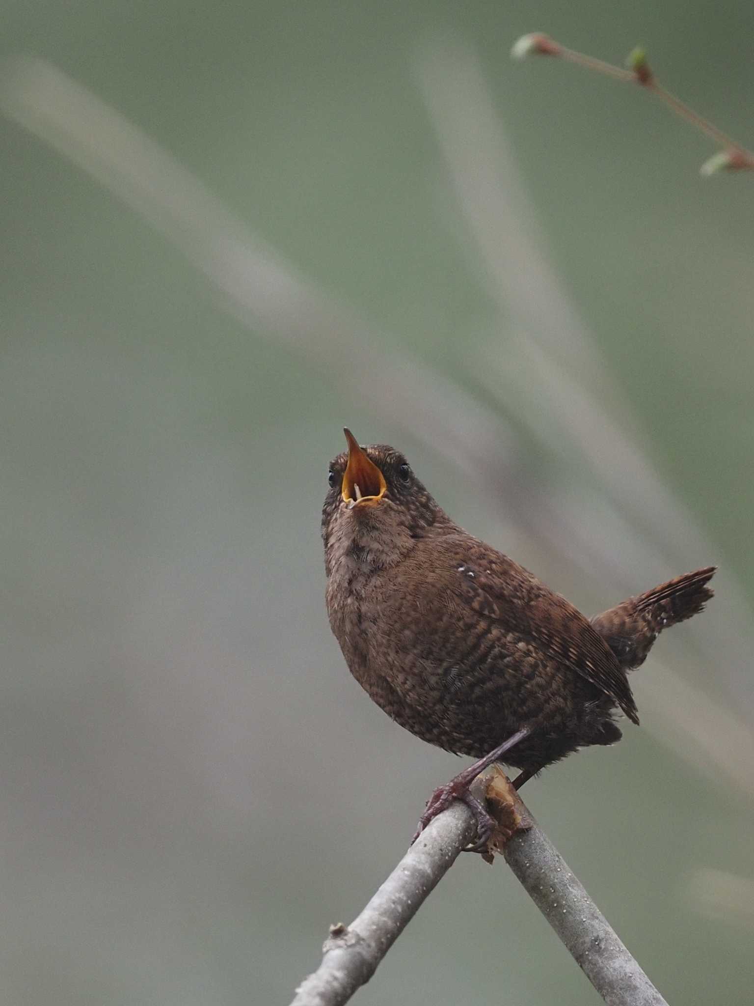 Photo of Eurasian Wren at 奥日光(戦場ヶ原,湯滝) by SIVA_RIVER