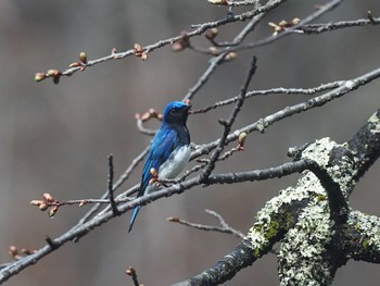 Blue-and-white Flycatcher 奥日光(戦場ヶ原,湯滝) Wed, 4/27/2022