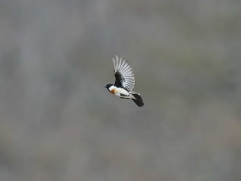 Amur Stonechat 奥日光(戦場ヶ原,湯滝) Wed, 4/27/2022