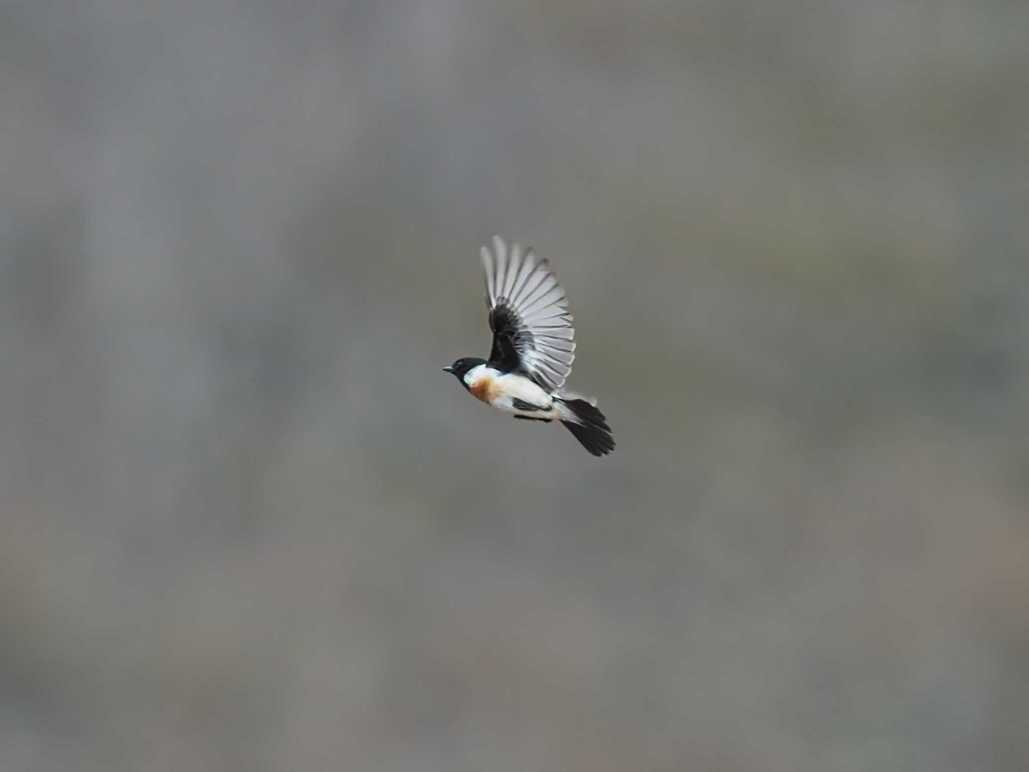 Photo of Amur Stonechat at 奥日光(戦場ヶ原,湯滝) by SIVA_RIVER