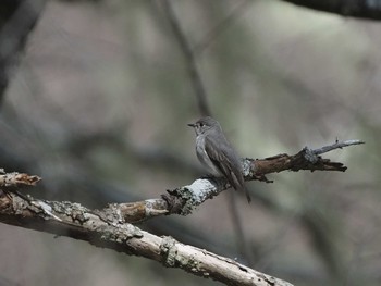 Asian Brown Flycatcher 奥日光(戦場ヶ原,湯滝) Wed, 4/27/2022