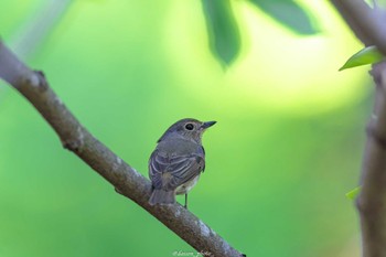 キビタキ 薬師池公園 2022年4月30日(土)