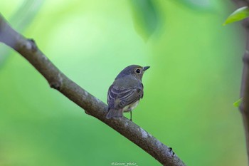 2022年4月30日(土) 薬師池公園の野鳥観察記録