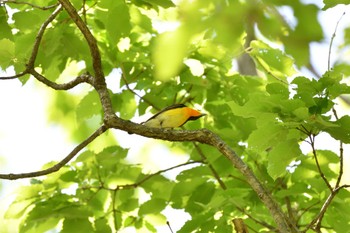 キビタキ 昭和記念公園 2022年4月30日(土)