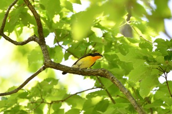 キビタキ 昭和記念公園 2022年4月30日(土)