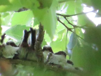 2022年4月30日(土) 小宮公園(八王子)の野鳥観察記録