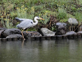 Sun, 5/1/2022 Birding report at Shinjuku Gyoen National Garden