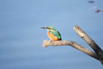 2017年11月25日(土) 四季の森公園(横浜市緑区)の野鳥観察記録