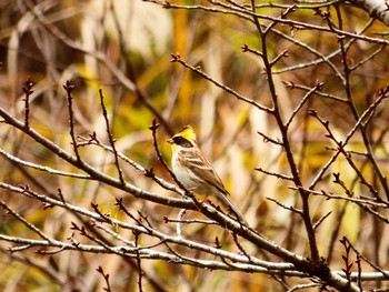 Yellow-throated Bunting 多摩森林科学園 Tue, 11/28/2017