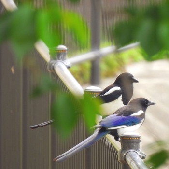 カササギ 公園 2022年5月1日(日)