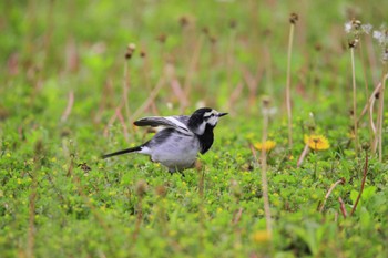 White Wagtail Unknown Spots Fri, 4/29/2022