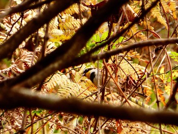 Yellow-throated Bunting 多摩森林科学園 Tue, 11/28/2017