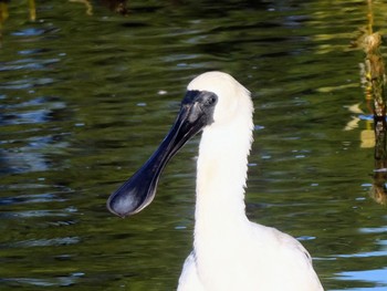 オーストラリアヘラサギ Madon Park Wetlands 2022年5月1日(日)