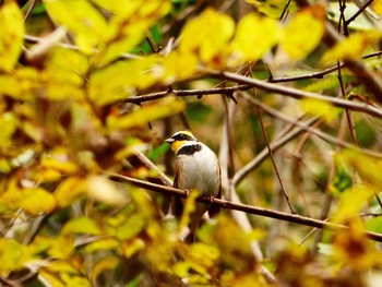 Yellow-throated Bunting 多摩森林科学園 Tue, 11/28/2017