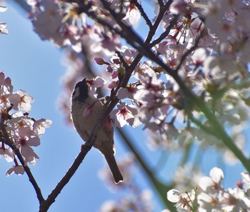 スズメ 桜の木 2022年4月3日(日)