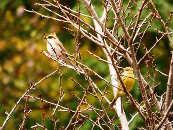 Yellow-throated Bunting 多摩森林科学園 Tue, 11/28/2017