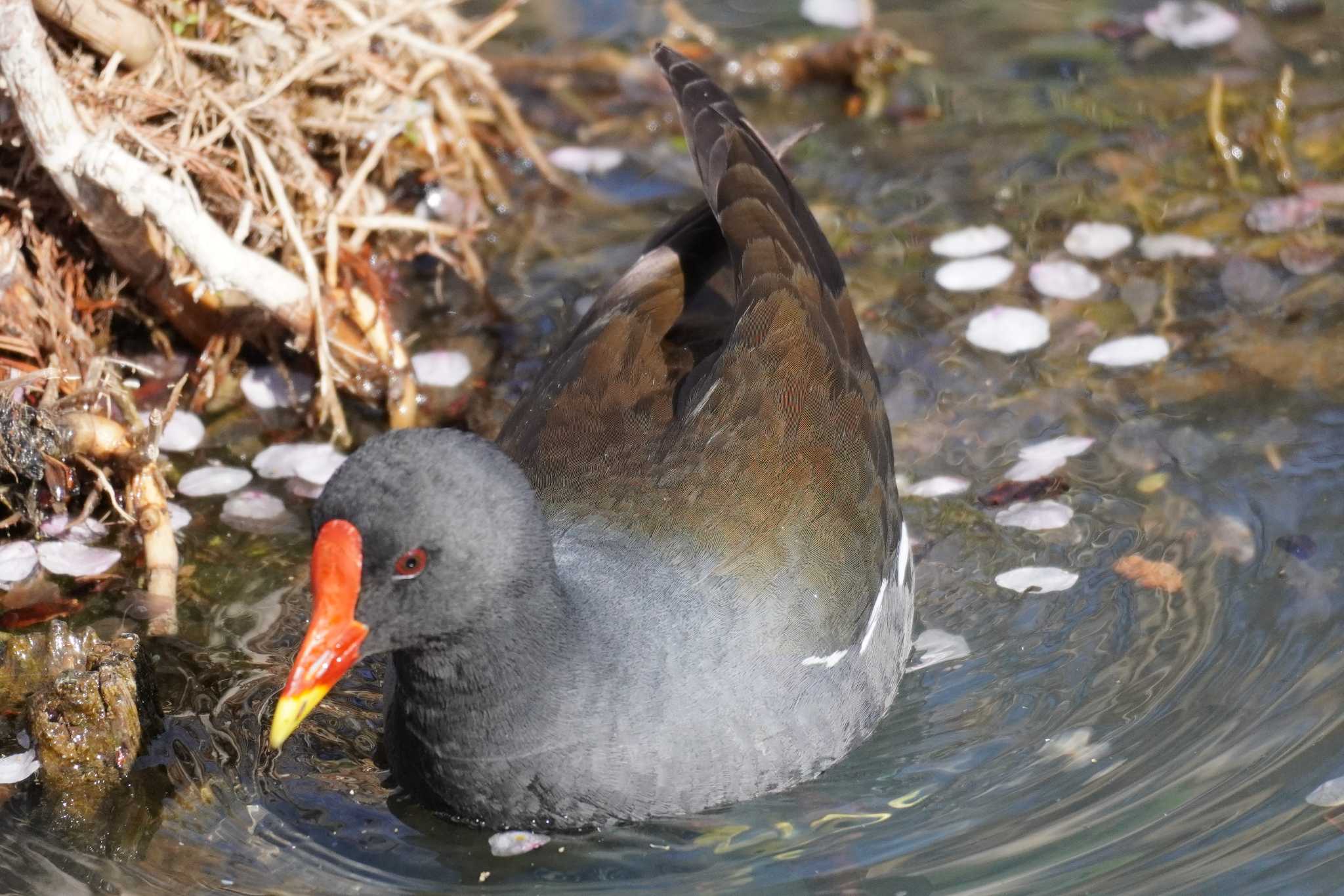 舎人公園 バンの写真 by どばと