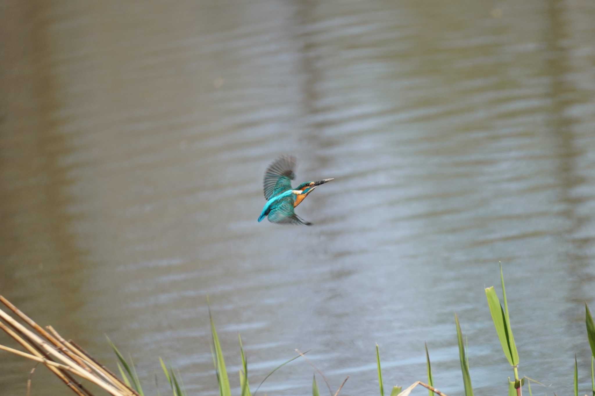 舎人公園 カワセミの写真 by どばと