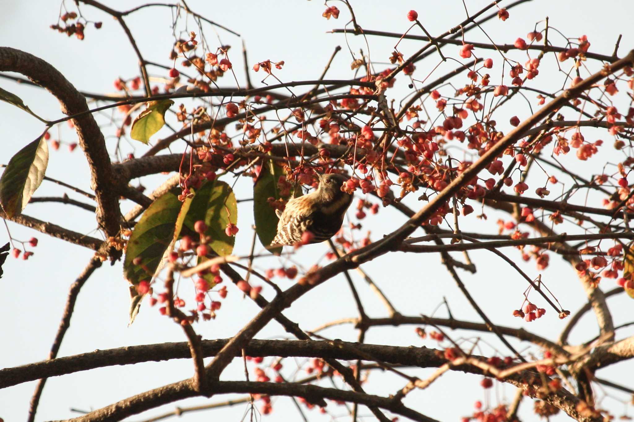 Japanese Pygmy Woodpecker